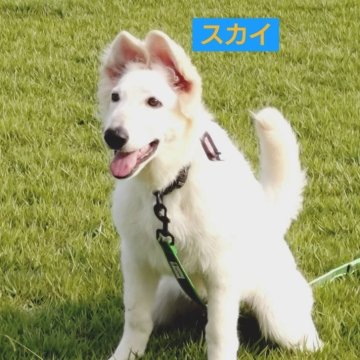 ホワイト・スイス・シェパード・ドッグ【福岡県・女の子・2025年4月23日・ホワイト】の写真「お母さんのステラそっくりの美人さん」
