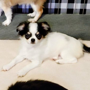 チワワ(ロング)【福岡県・女の子・2025年5月14日・ホワイト&ブラック】の写真「バランスの良い柄の入り方が可愛い子です」