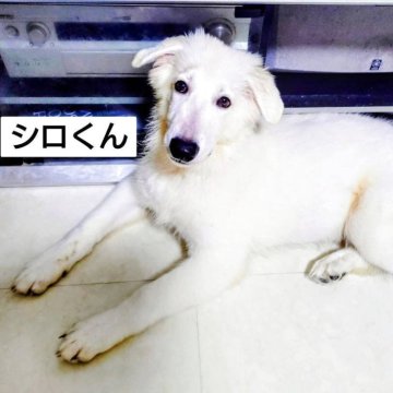 ホワイト・スイス・シェパード・ドッグ【福岡県・男の子・2025年4月23日・ホワイト】の写真「大きく可愛らしいモフモフ男の子です。」