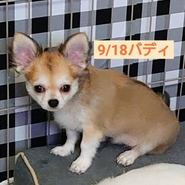 チワワ(ロング)【福岡県・男の子・2025年6月11日・フォーン】の写真「短足が可愛いいドアーフタイプ」