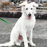 ホワイト・スイス・シェパード・ドッグ【福岡県・男の子・2025年4月23日・ホワイト】の写真1「水遊びが大好きな男の子です。プール遊びなどとても喜んでくれると思います。」