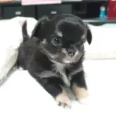 チワワ(ロング)