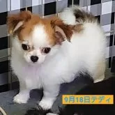 チワワ(ロング)