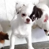 チワワ(ロング)