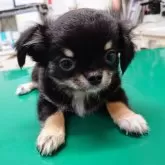 チワワ(ロング)