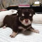 チワワ(ロング)