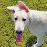 ホワイト・スイス・シェパード・ドッグ【福岡県・男の子・2025年4月23日・ホワイト】の写真10