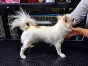 チワワ(ロング)【・男の子・2024年2月6日・ホワイト&レッド】「とてもきれいなクリームの被毛がチャームポイントです。尻尾と背中にレッドの模様があります」