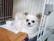 チワワ(ロング)【・男の子・2024年2月6日・ホワイト&レッド】「とてもきれいなクリームの被毛がチャームポイントです。尻尾と背中にレッドの模様があります」