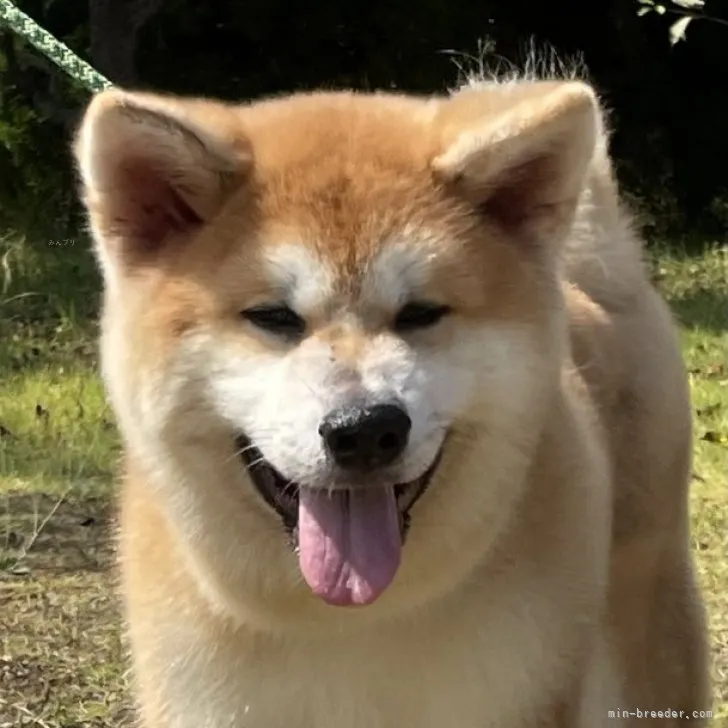 ID:2309-00581の子犬