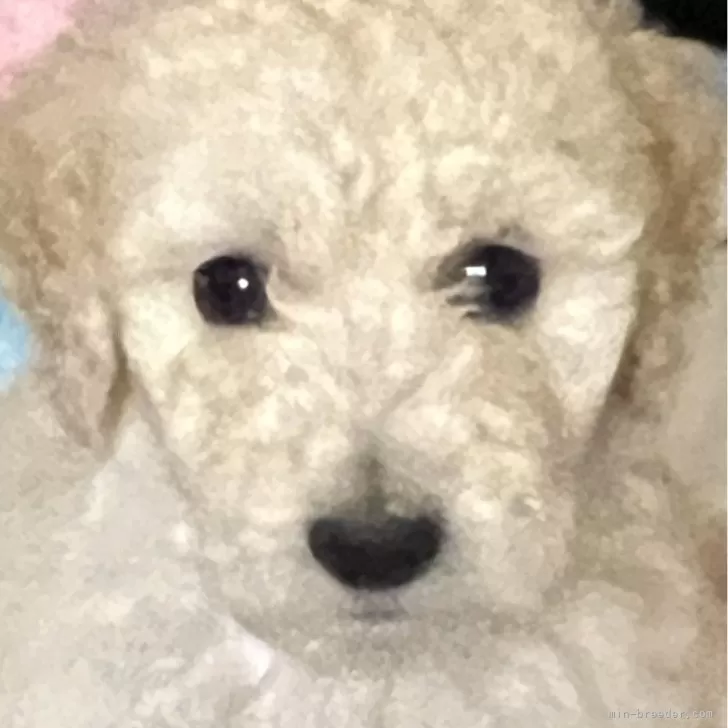 ID：2502-03546の子犬