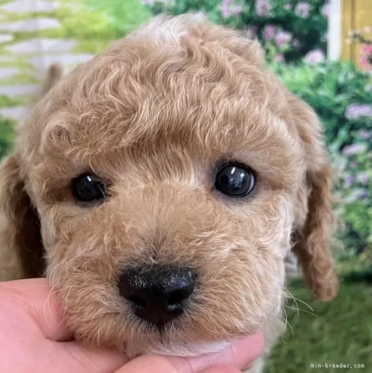 ID:2404-00067の子犬