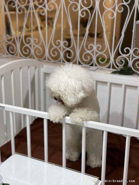 1階：ご商談スペースにて仔犬のご見学をいたします｜道又　西紀(みちまた　にしき)ブリーダー(神奈川県・ビションフリーゼなど・JKC登録)の紹介写真5
