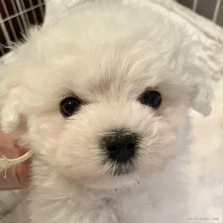 ID：2411-06763の子犬