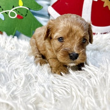 キャバプー(トイプードル×キャバリア)【神奈川県・男の子・2025年10月17日・レッドアンドホワイト】の写真「お待たせ致しました✨大人気キャバプーちゃん🐾」