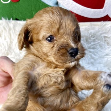 キャバプー(トイプードル×キャバリア)【神奈川県・女の子・2025年10月17日・アプリコットアンドホワイト】の写真「お待たせ致しました✨大人気キャバプーちゃん🐾」