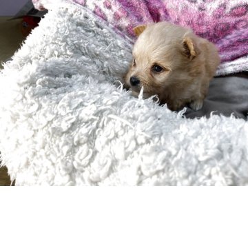 ポメプー(ポメラニアン×トイプードル)【神奈川県・女の子・2025年9月28日・クリーム】の写真「パパママがのお顔が可愛すぎる赤ちゃん誕生しました😌」