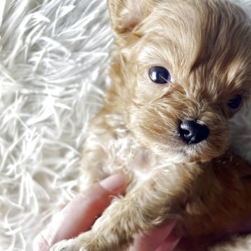 キャバプー(トイプードル×キャバリア)【神奈川県・女の子・2025年10月17日・アプリコット】の写真「手のひらサイズ🫲💛キャバプーちゃん🐾」