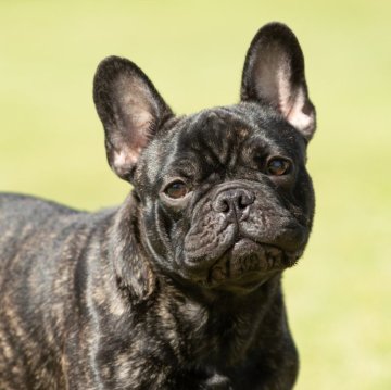 フレンチブルドッグ【兵庫県・男の子・2023年7月3日・ブリンドル】の写真「両親犬共にJKC CH !!」