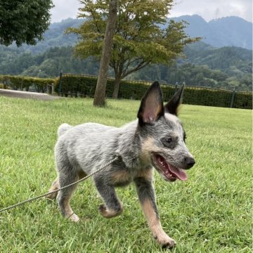 オーストラリアン・キャトル・ドッグ【神奈川県・男の子・2025年5月28日・ブルー】の写真「男の子なのに甘えっ子です、賢く優しい性格です」