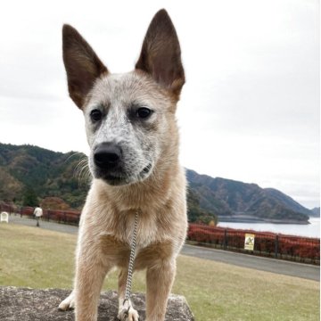 オーストラリアン・キャトル・ドッグ【神奈川県・女の子・2025年5月28日・レッド】の写真「ショードッグオーナー様としてデビューさせて下さい」