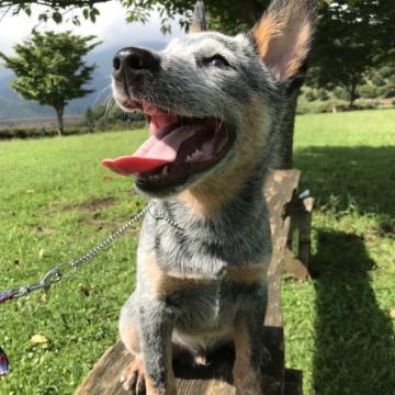 オーストラリアン・キャトル・ドッグ【神奈川県・男の子・2022年5月18日・ブルー】の写真「活発な男の子です。」