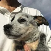 オーストラリアン・キャトル・ドッグ【神奈川県・男の子・2023年8月26日・ブルー】の写真3「真スマートな顔つき❤️」