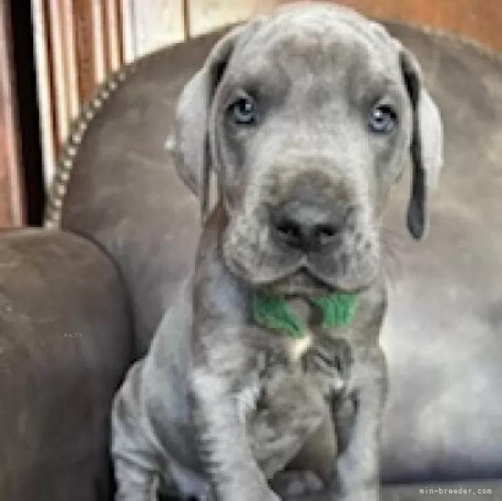 ID：2505-01079の子犬