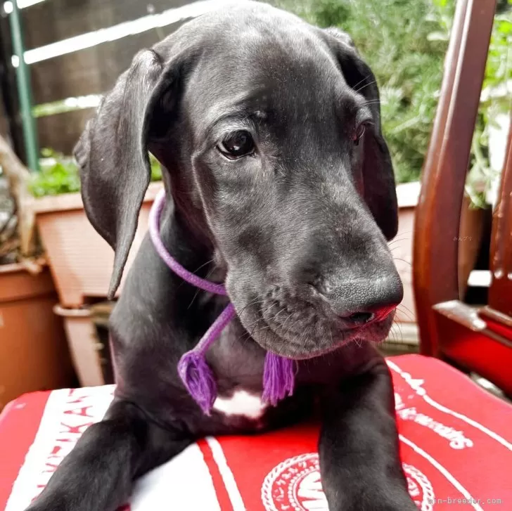 ID：2402-04373の子犬
