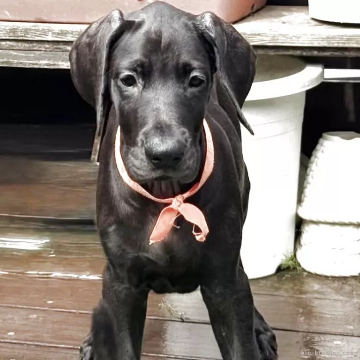 ID:2505-01091の子犬