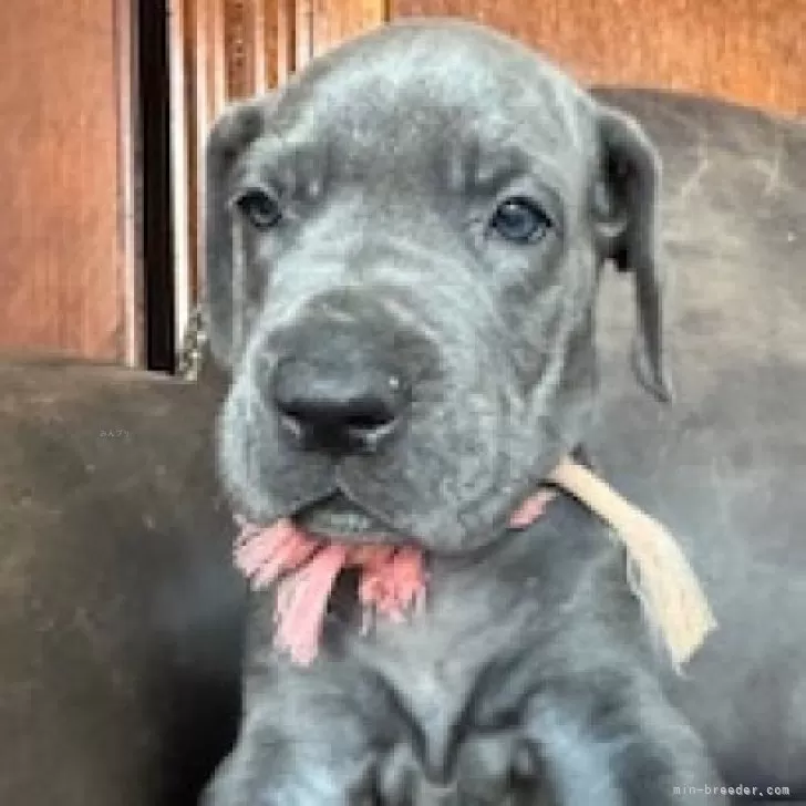 ID:2405-05000の子犬