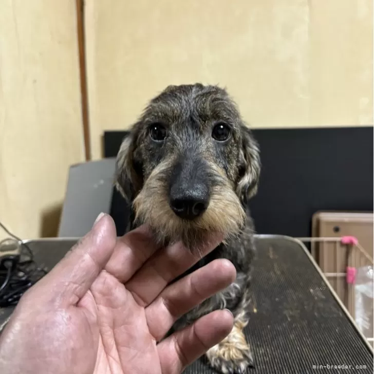 ID:2402-04577の子犬