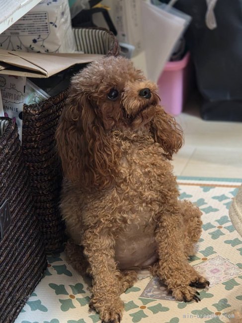 五十嵐優子ブリーダーのブログ：わちゃくちゃになるよ〜‼️