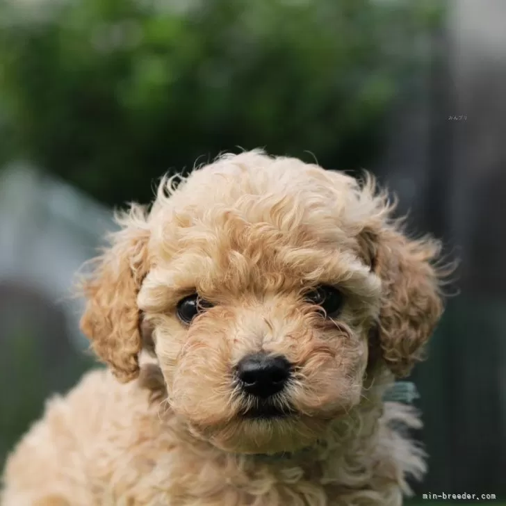 たか 様のお迎えした子犬