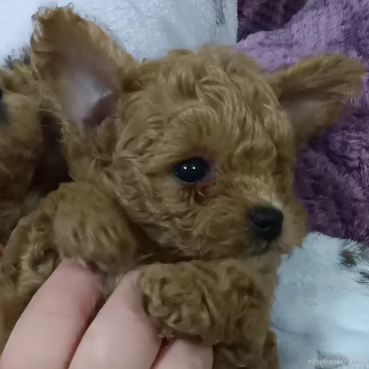 おーさん 様のお迎えした子犬
