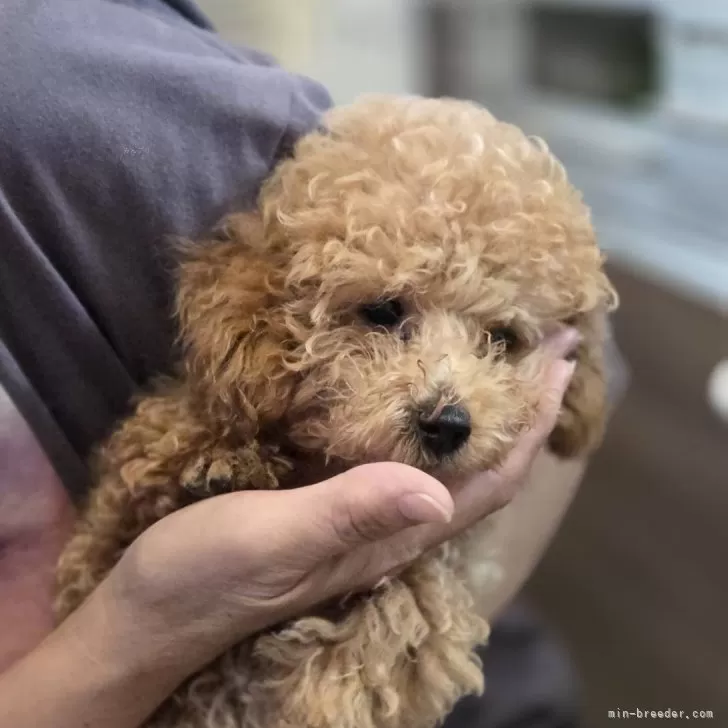 tom 様のお迎えした子犬