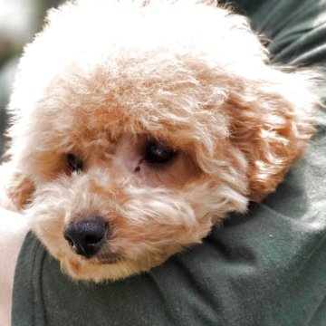トイプードル(タイニー)【愛知県・男の子・2025年1月25日・アプリコット】の写真「ぬいぐるみです😁」