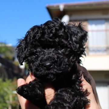 ティーカッププードル【愛知県・男の子・2025年10月7日・ブラック】の写真「イケ可愛♥♥」