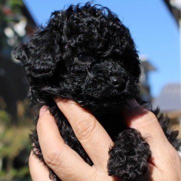 トイプードル(ティーカップ)【愛知県・女の子・2025年10月13日・ブラック】の写真「ブラックは目立ちます😁」