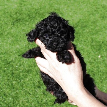 タイニープードル【愛知県・男の子・2025年10月13日・ブラック】の写真「漆黒の毛色♥」