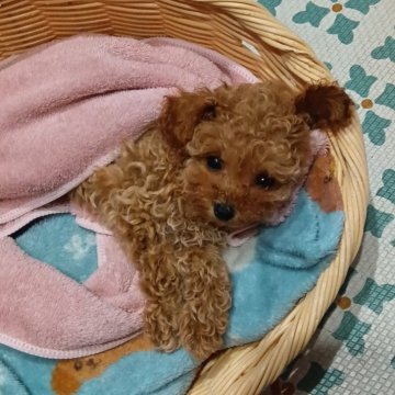 ティーカッププードル【愛知県・女の子・2025年6月10日・カフェオレ】の写真「大きな目‼️‼️」