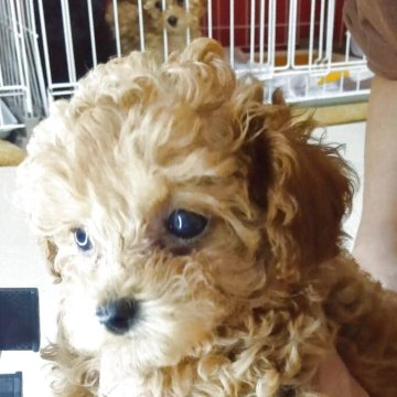 トイプードル(ティーカップ)【愛知県・女の子・2025年1月25日・アプリコット】の写真「何も言う事無しの可愛さ」