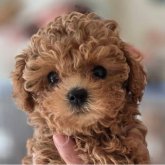 トイプードル(ティーカップ)