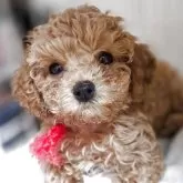 タイニープードル