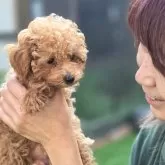 ティーカッププードル【愛知県・男の子・2025年5月25日・アプリコット】の写真4「留守番も出来ます‼️」