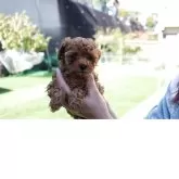 ティーカッププードル【愛知県・男の子・2025年10月7日・レッド】の写真7