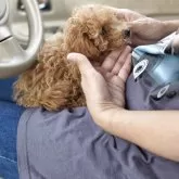 ティーカッププードル【愛知県・男の子・2025年5月25日・アプリコット】の写真7