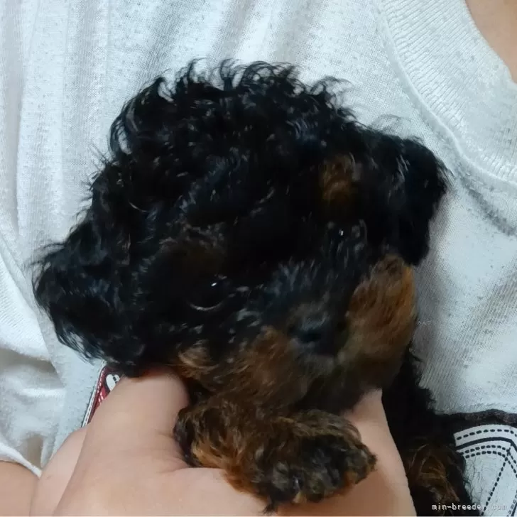 こうちん 様のお迎えした子犬