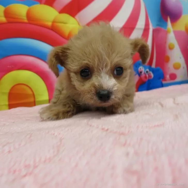 ID：2502-01724の子犬