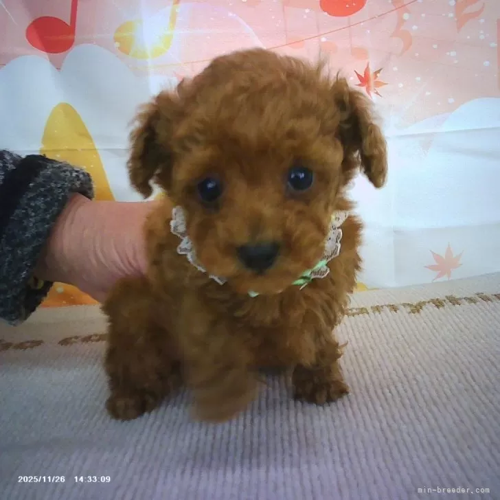 トイプードル(トイ)【京都府・男の子・2025年10月12日・レッドフォーン】の写真1